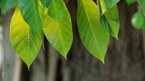 Green leaves and yellow on the surface of a large tree.