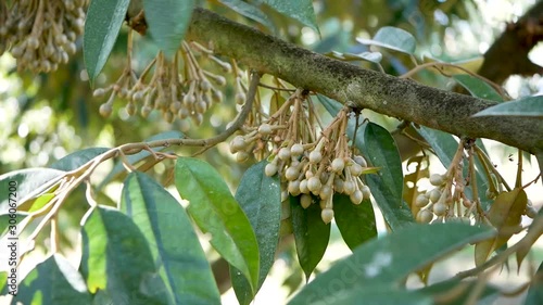 Durai flowers in the farm garden photo