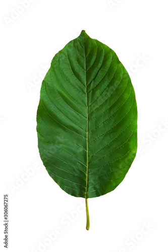 Front photo of kratom leaves Is a Thai herb used as a fat-reducing drug