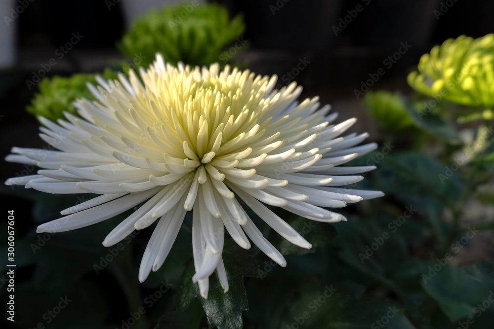 花びらに日光が当たる白い菊 Chrysanthemums Stock Photo Adobe Stock