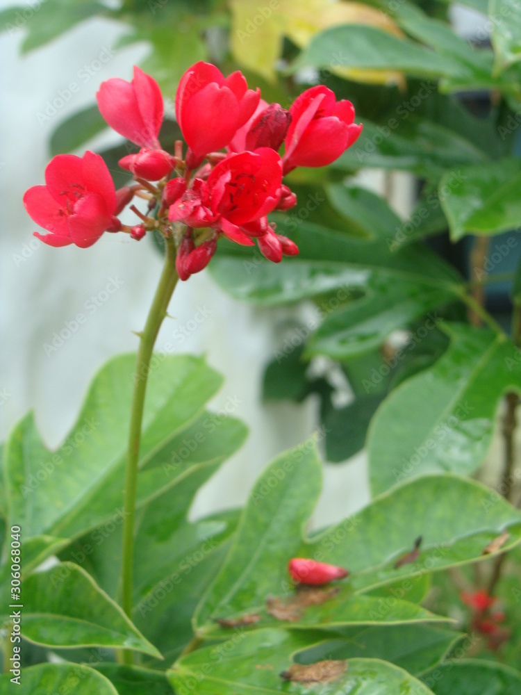 Small red flowers blooming in the garden