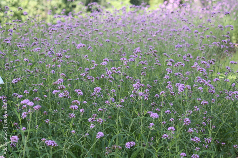 Naklejka premium Small purple flowers on background