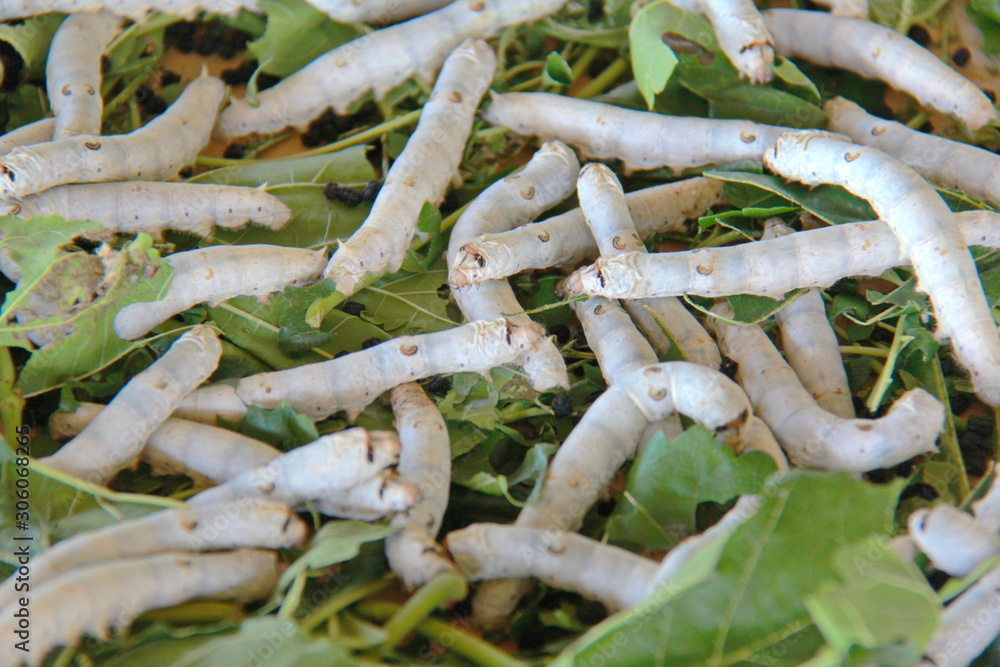 The silk larva, Silkworms in silk production process Stock Photo ...