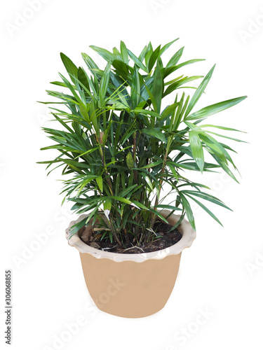 Green palm-tree in flowerpot on white background