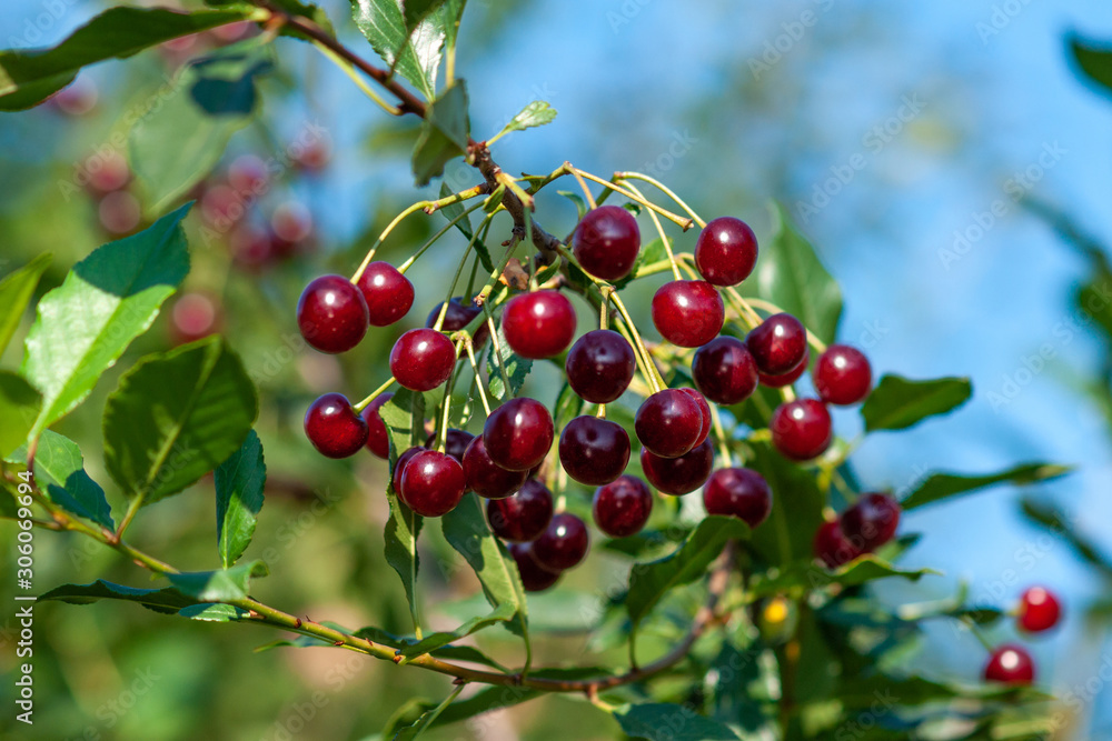A branch of felt cherry with ripe berries. Selective focus A branch of felt cherry with ripe berries. Selective focus