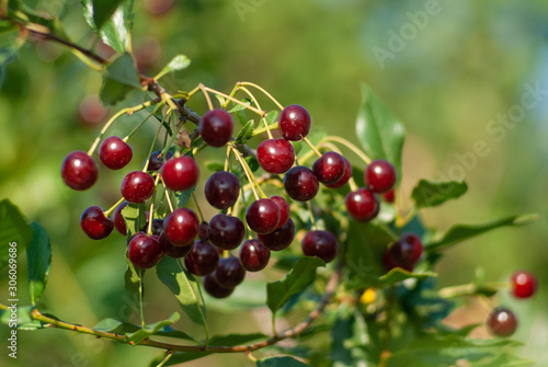 A branch of felt cherry with ripe berries. Selective focus