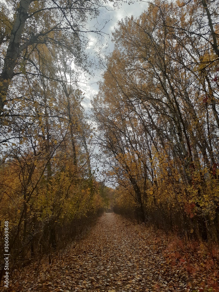 beautiful landscape with yellow trees in the autumn forest beautiful landscape with yellow trees in the autumn forest