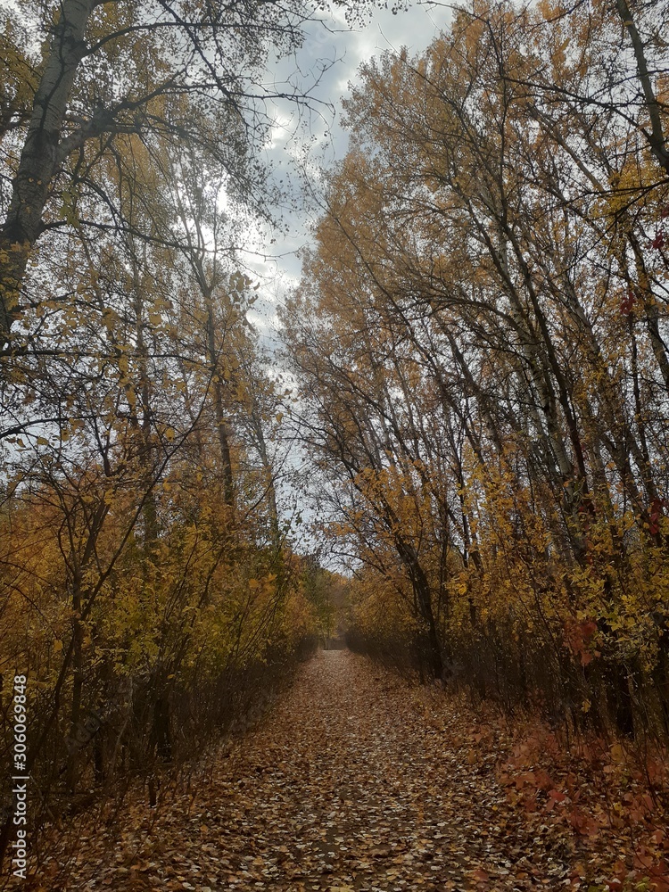  beautiful landscape with yellow trees in the autumn forest