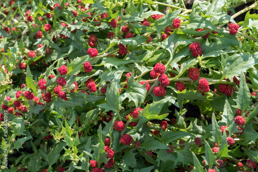 Strawberry spinach or spinach-raspberry (lat. Blítum virgátum, Chenopódium foliósum) with ripe berries in the summer.