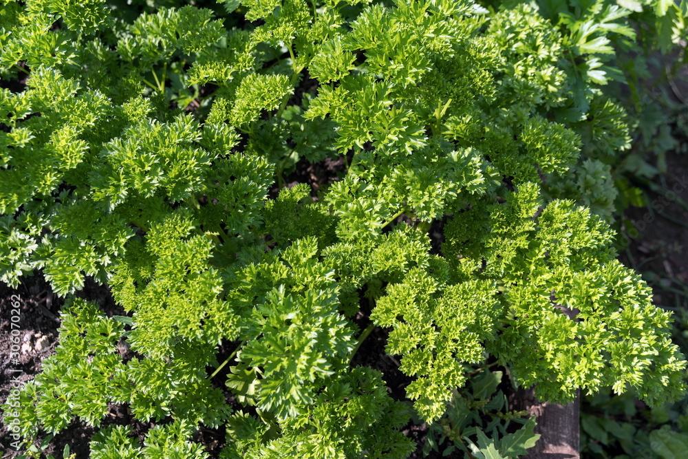 Top view of curly parsley (lat. Petroselinum crispum) in the garden in the summer. Top view of curly parsley (lat. Petroselinum crispum) in the garden in the summer.