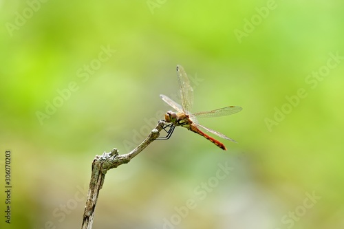 Wallpaper Mural お気に入りの枝でくつろぐ赤とんぼ Torontodigital.ca