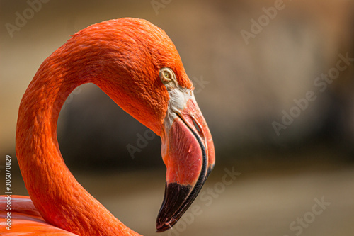 American flamingo in a zoo in Hawaii 
