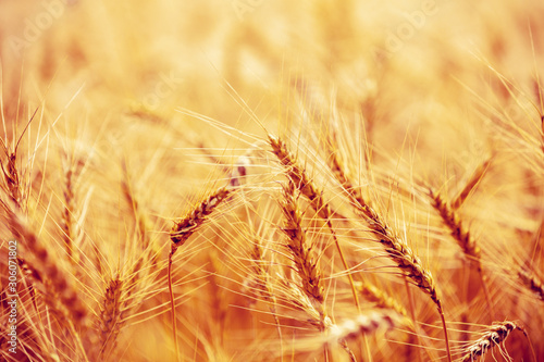 Golden wheat field at sunset. Beautiful nature