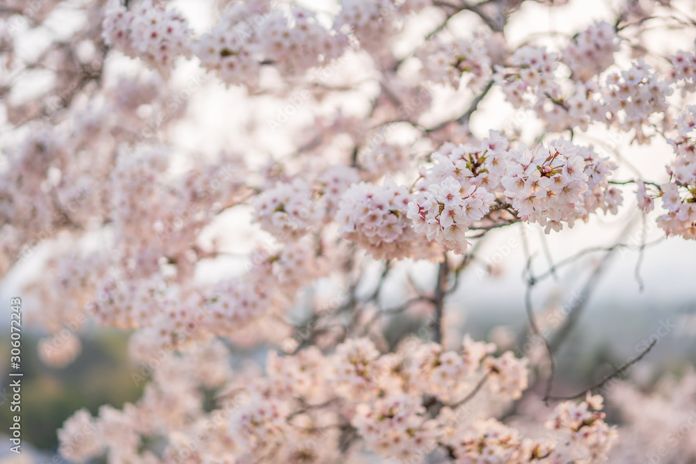 close up marco full bloom cherry blossom beauiful Sakura tree at japan cherry blossom forecast pink asian flower perfect season to travel and enjoy japanese culture idea long weekend holiday relax close up marco full bloom cherry blossom beauiful Sakura tree at japan cherry blossom forecast pink asian flower perfect season to travel and enjoy japanese culture idea long weekend holiday relax