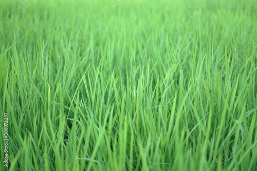 Abstract blurry young rice plant background texture