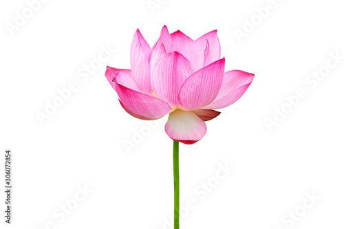 Pink Lotus flower isolated on white background. Nature concept For advertising design and assembly. File contains with clipping path so easy to work.