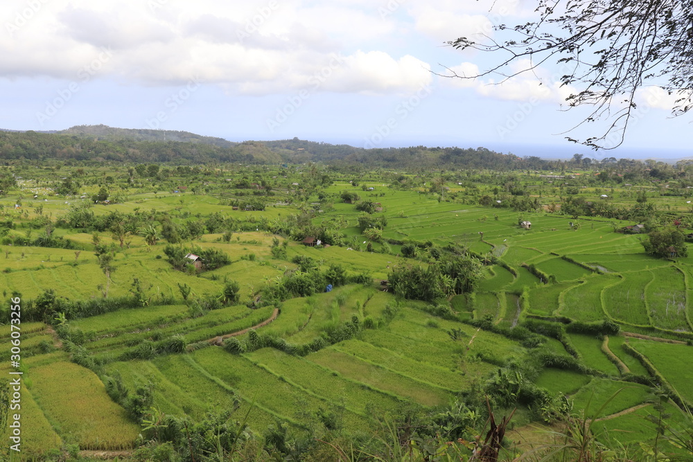 Obraz premium A beautiful view of rice fields in Bali, Indonesia.