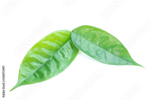 Durian leaves isolated on white background
