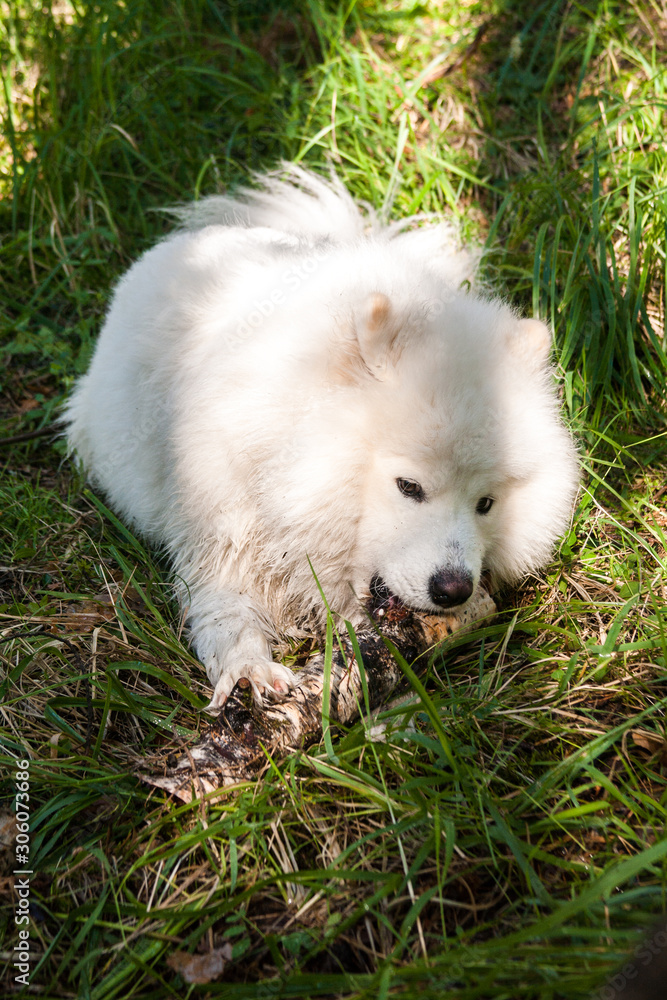 Samoyed.  White dog nibbles a stick of birch lying on the grass.