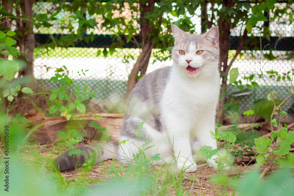 Obraz premium Portrait of the scottish fold cat are standing in the garden with green grass. White kitten are looking at camera in the morning.