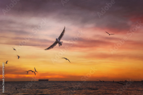 Seagulls flying in sunset sky © Beverley