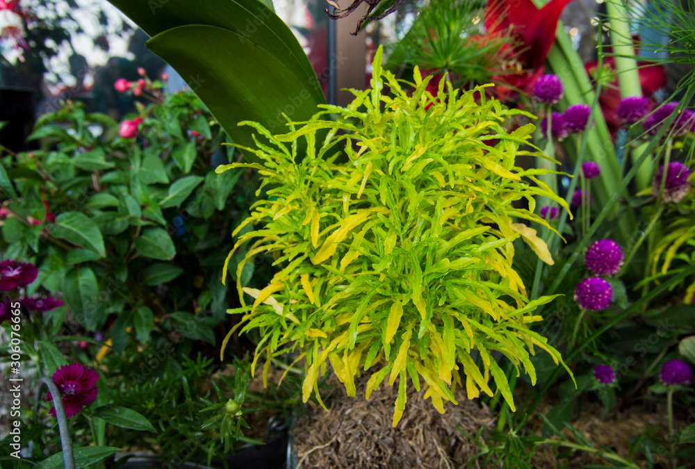 Euodia (Evodia) is a plant genus in the family Rutaceae. Euodia (Evodia) is a plant genus in the family Rutaceae.