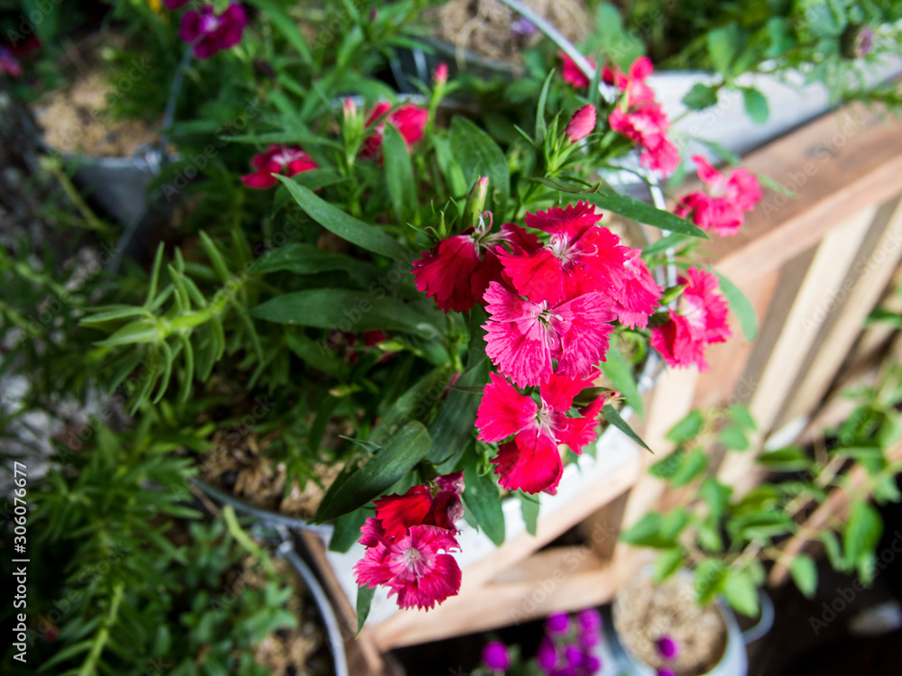 Dianthus chinensis, commonly known as rainbow pink or China pink. Dianthus chinensis, commonly known as rainbow pink or China pink.