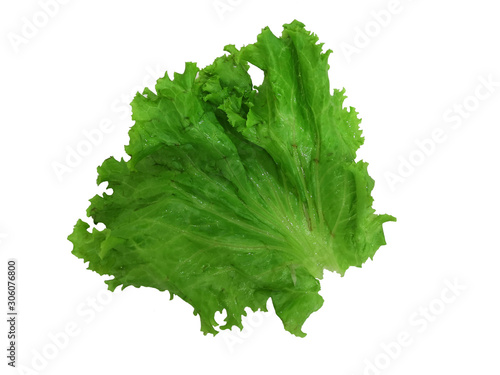 Lettuce Green vegetable