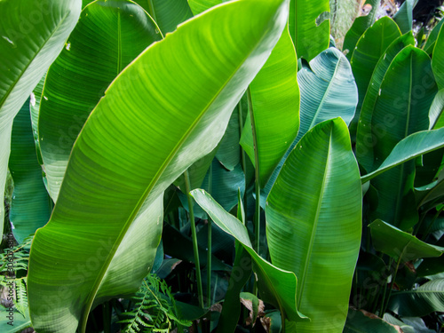 Heliconia stricta leaf, close up view.