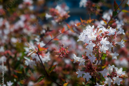 White flowers and tree, green leafs. Abelia grandiflora, herald of Spring