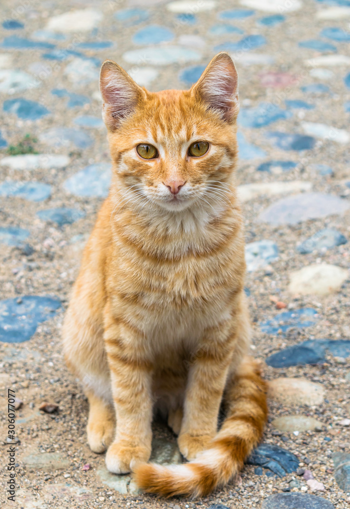Curious orange cat with yellow eyes. Abstract background with blue stones. Curious orange cat with yellow eyes. Abstract background with blue stones.
