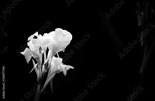 Black and white flower close-up. Black background with isolated floral pictur...