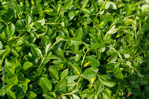 Green lush leaf background, natural leaves plant pattern or texture