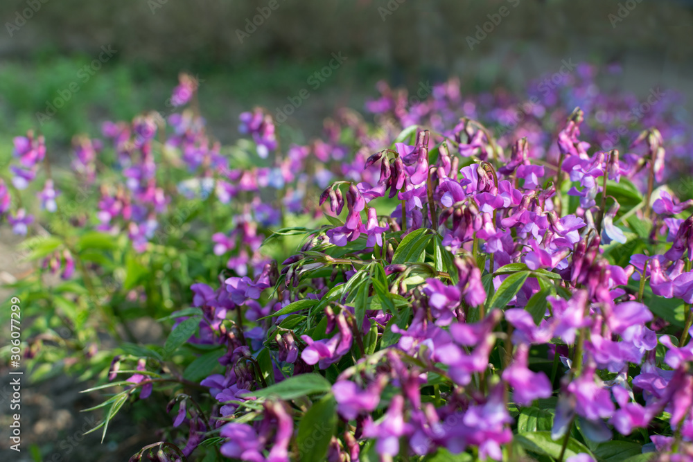 Lathyrus vernus, spring vetchling, spring pea or spring vetch Lathyrus vernus, spring vetchling, spring pea or spring vetch