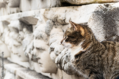 Cat wandering among the ruins of the ancient city. Human faces and cats side ...