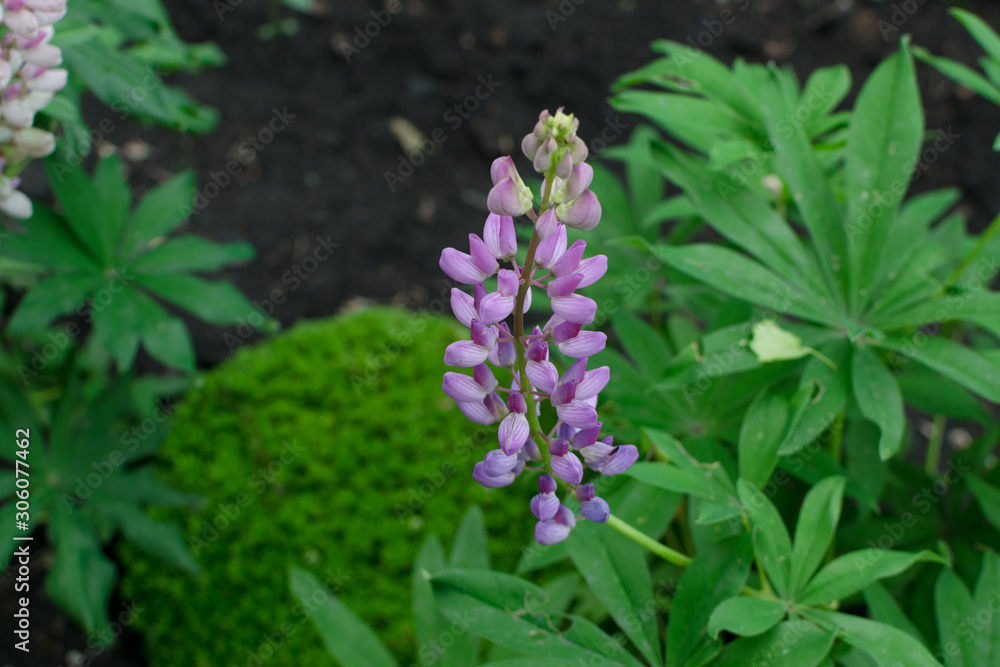 Lupinus or lupine flower close up with blurred background Lupinus or lupine flower close up with blurred background