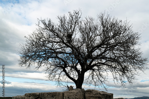 Art photography. Silhouette of tree. Cloudy blue sky and nature composition.