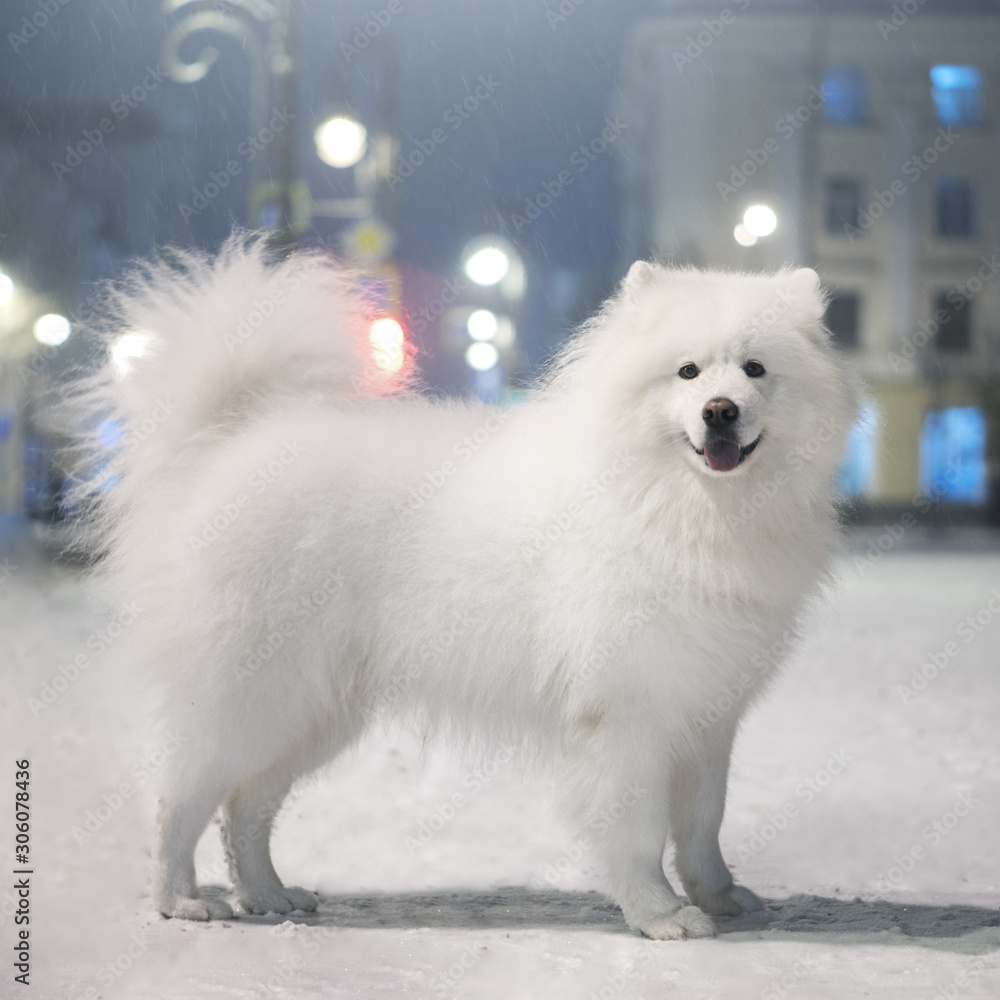 Samoyed dog