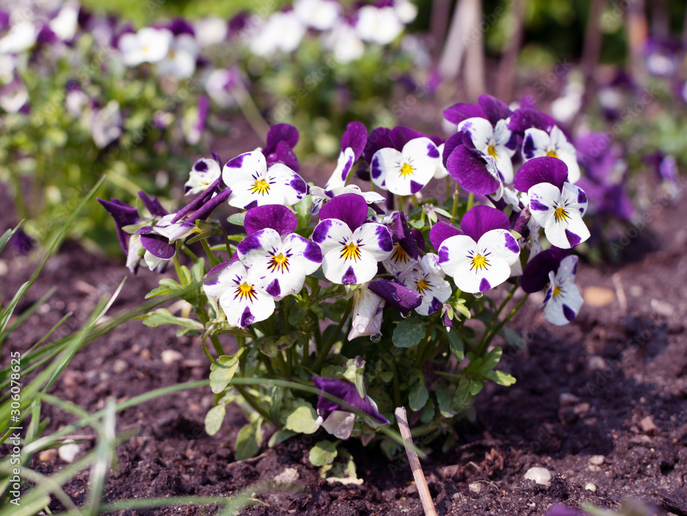White-purple colored pansy flowers in spring garden White-purple colored pansy flowers in spring garden
