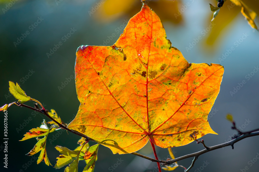 Obraz premium golden colored autumn leaves in nature