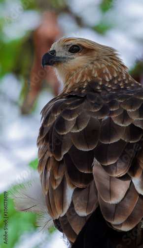 Beautiful Kite