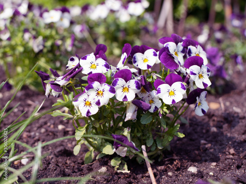 White-purple colored pansy flowers in spring garden