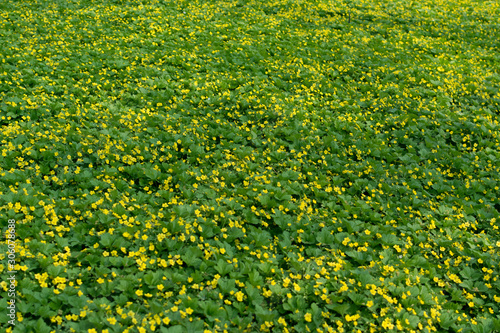 Many yellow flowers of waldsteinia or flowering barren strawberries