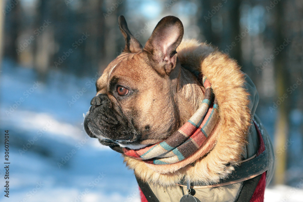 Do Bulldogs Need Coats In Winter