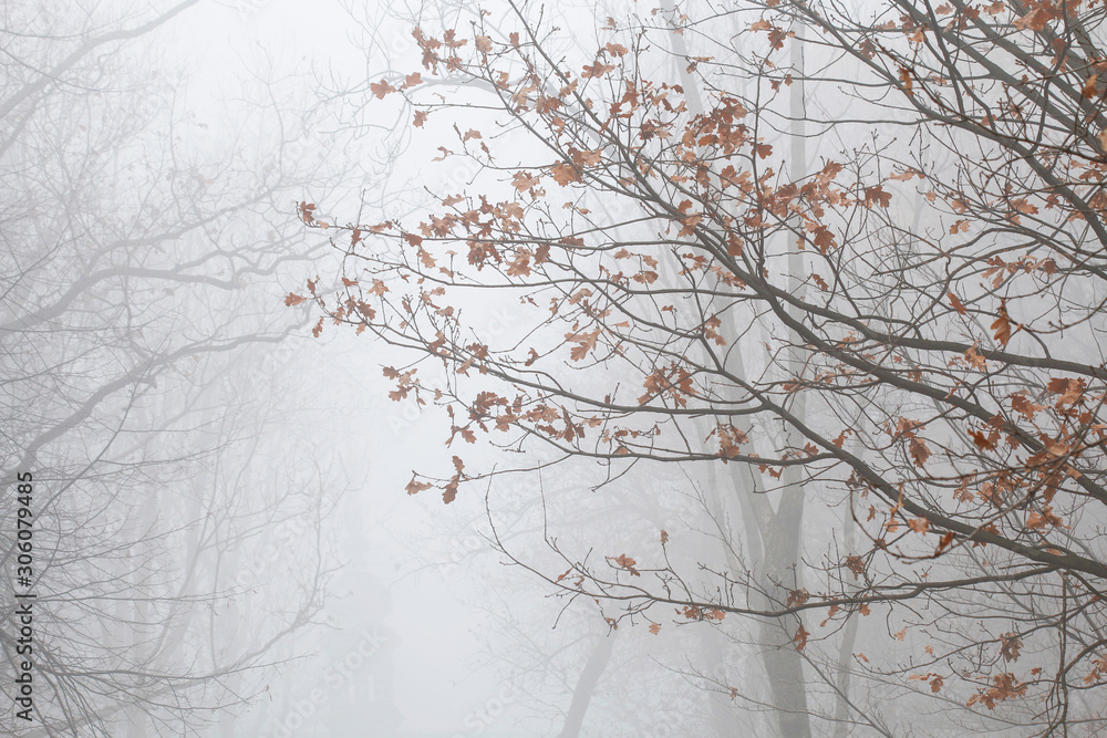 Trees on an alley shrouded in fog.