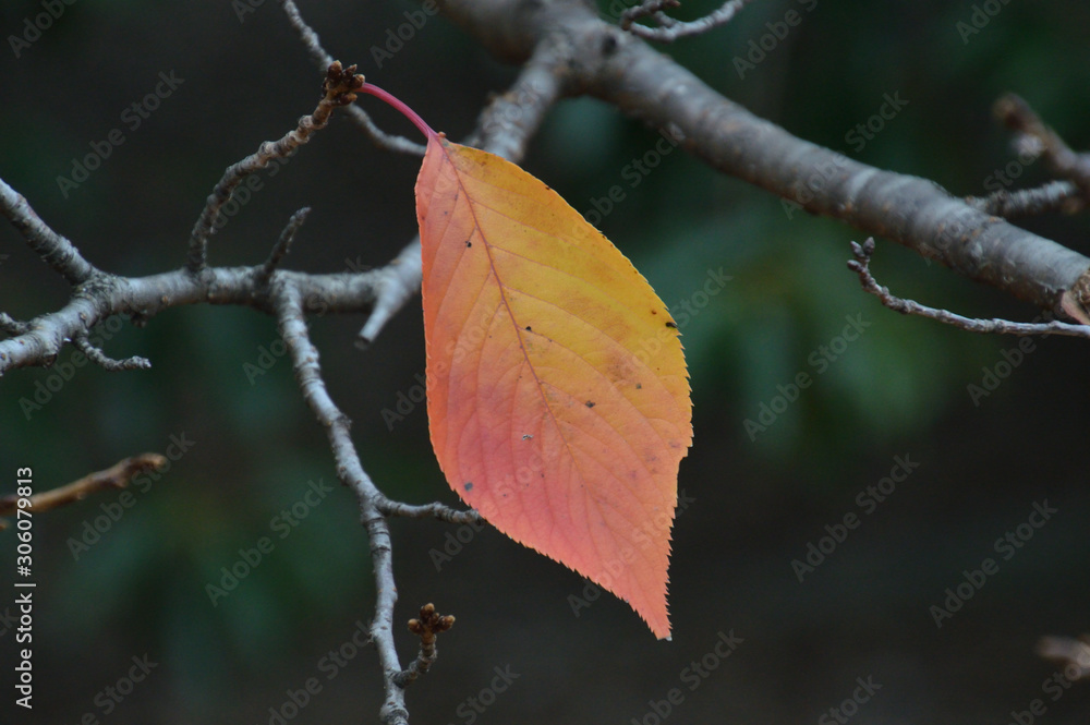 Obraz premium 黄色からオレンジ色のグラデーションに色づいた桜の葉