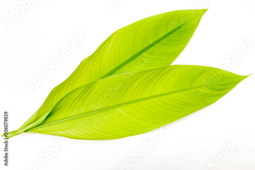 Green galangal leaves isolated on white background.