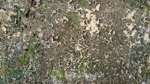 Concrete wall with green dry moss on the island photo