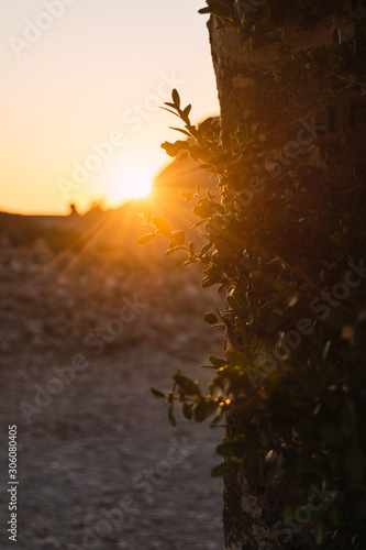 Tree trunk with shoots against sunset