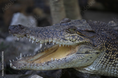 Close up of Saltwater crocodile (Crocodylus porosus) photo